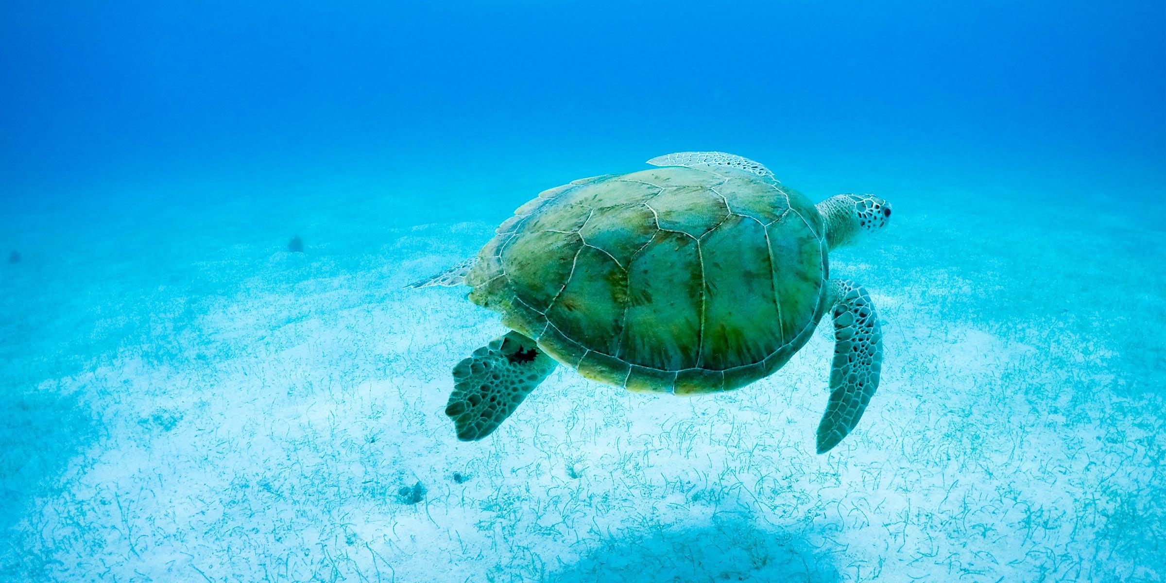 Sea turtle swimming in the Caribbean
